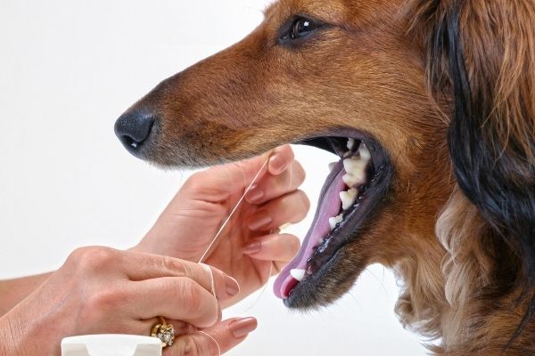 Pet Dentistry