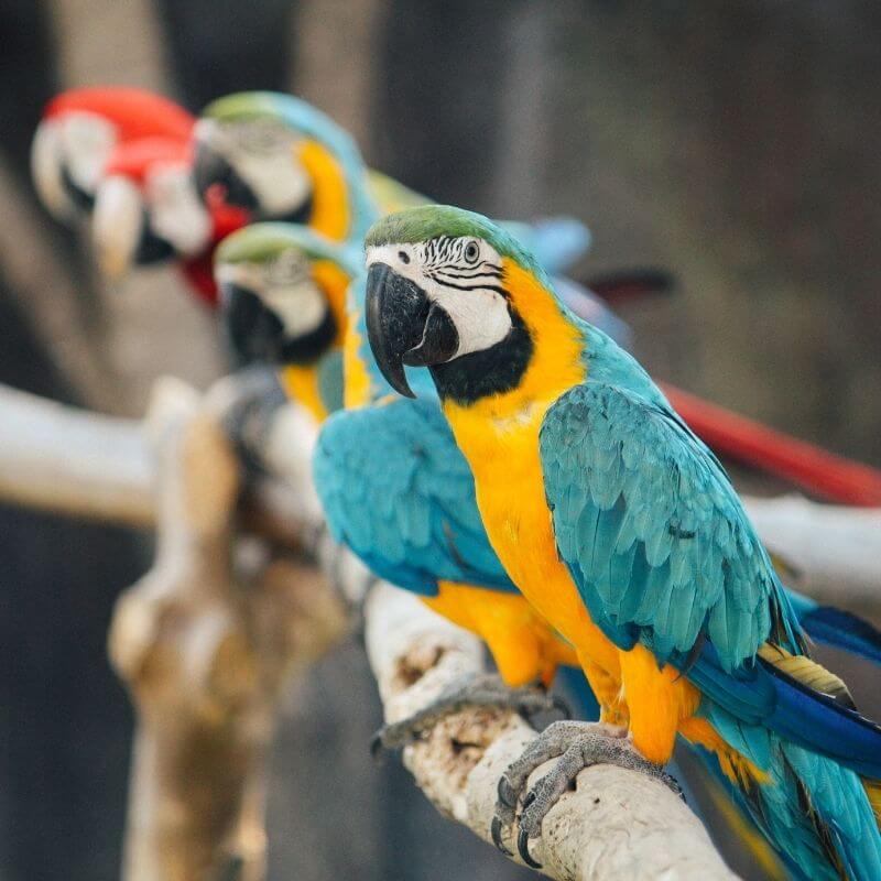 parrots standing on branch
