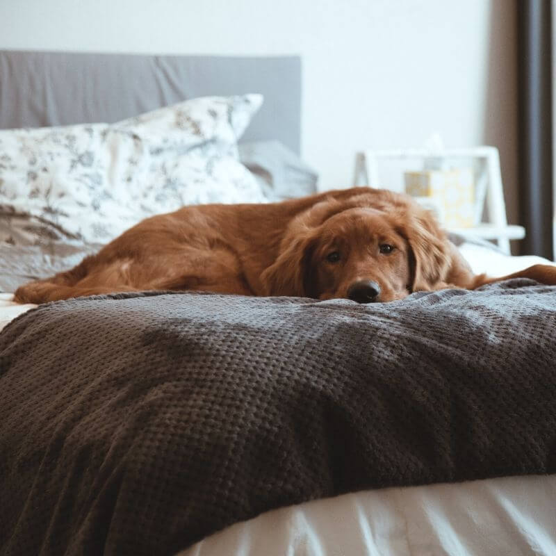 dog sleeping on bed