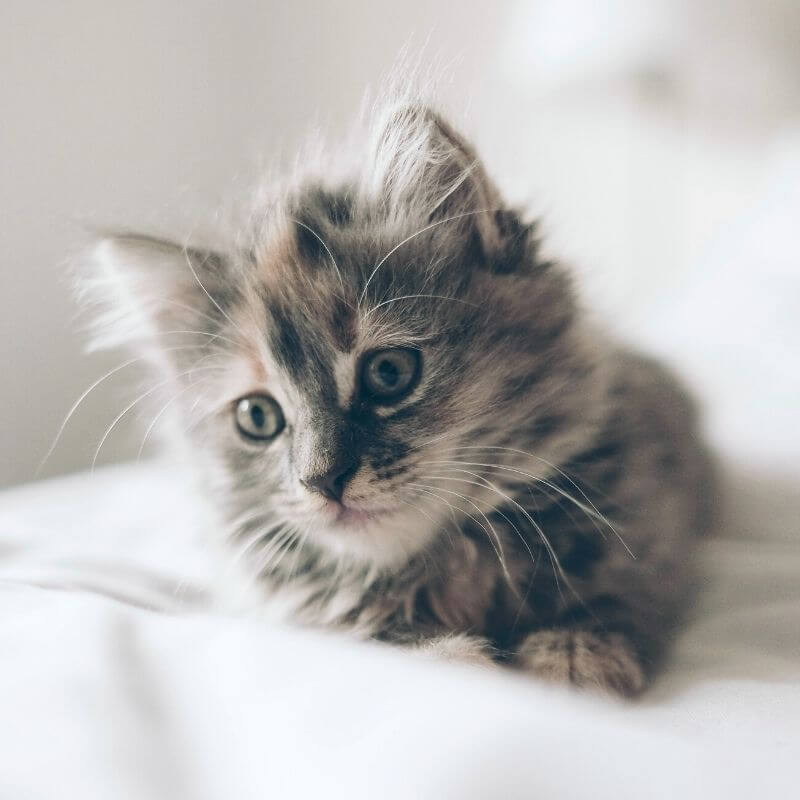 kitten laying on bed