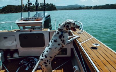 5 Boating and Lake Safety Tips for Your Pets This Summer