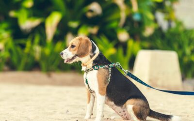 Steer Clear of Potential Dangers for Your Canine Companion When Out on a Stroll
