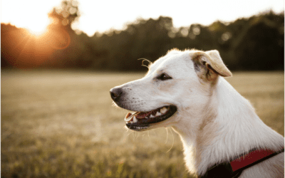 Heartworm Disease in Dogs: What You Should Know