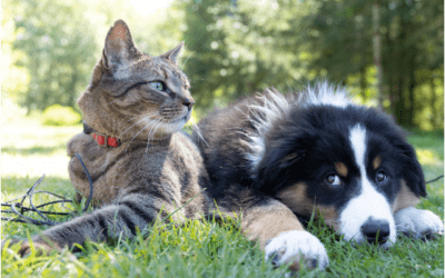 A New Pet Family Member: Getting Your Furry Friends Ready