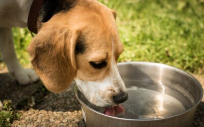 Is Your Pet Well Hydrated?